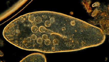 黑科技抗菌裤,大范围灭杀病毒黑科技