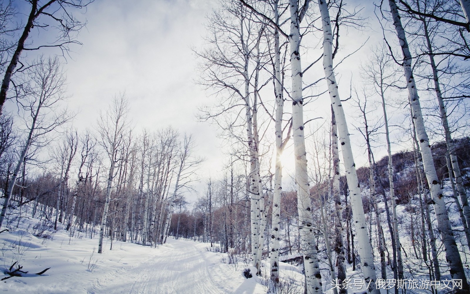俄罗斯白桦林树茸,俄罗斯白桦林风景