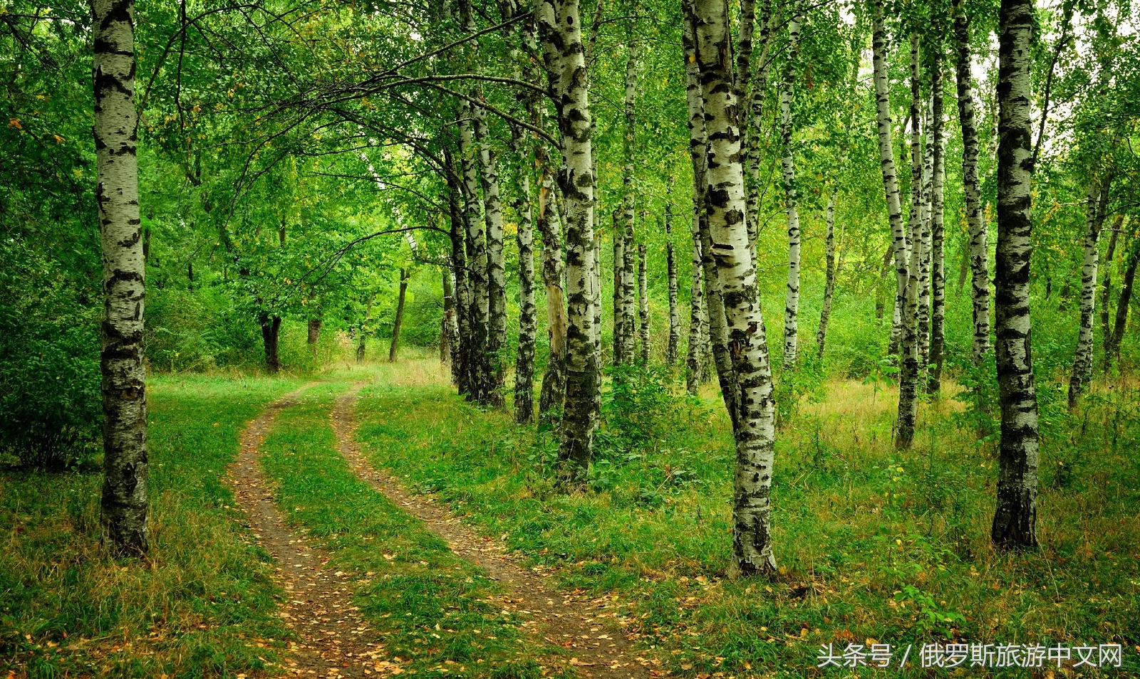 俄罗斯白桦林树茸,俄罗斯白桦林风景