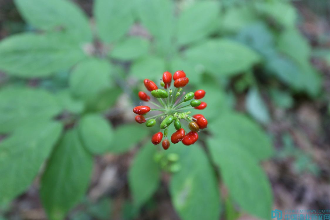长白山人参的传奇,抚松长白山野山参传说