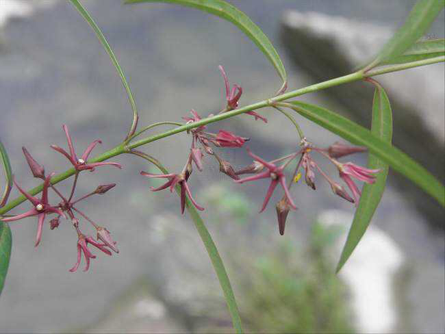 中药材徐长卿的简笔画,中药材徐长卿图片