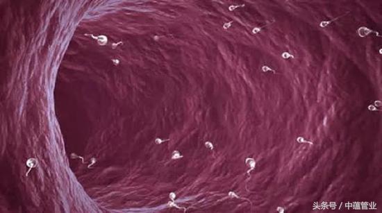 精子最快几个小时可以和卵子结合,最优秀的精子才会和卵子结合吗