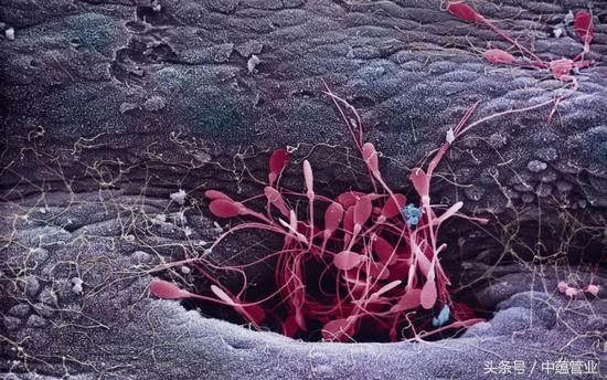 精子最快几个小时可以和卵子结合,最优秀的精子才会和卵子结合吗