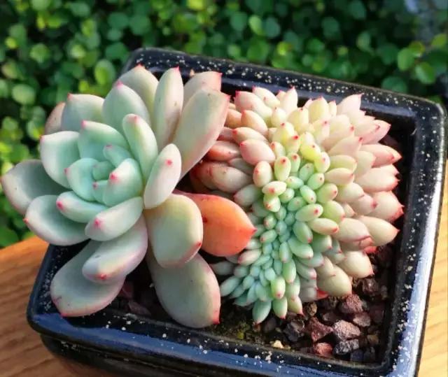 多肉缀化腐黑伤口怎么用多菌灵,多肉黑霉病菌怎么治疗