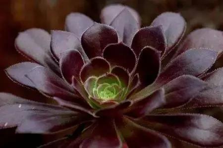 多肉缀化腐黑伤口怎么用多菌灵,多肉黑霉病菌怎么治疗