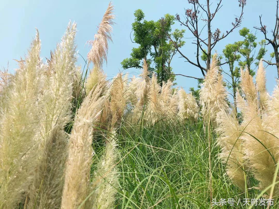 天府新区国庆哪里玩,国庆假期游玩攻略成都天府新区
