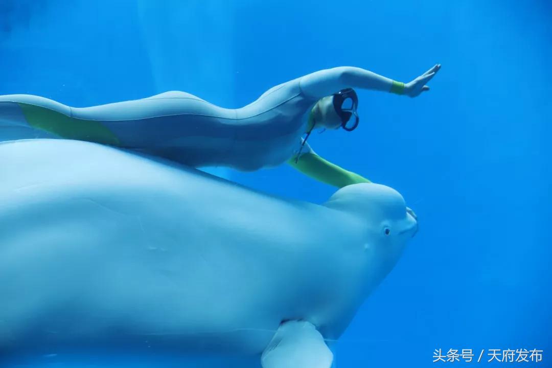 天府新区国庆哪里玩,国庆假期游玩攻略成都天府新区