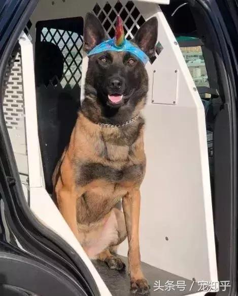 养马犬的十大优缺点,养马犬一般是拿来干嘛