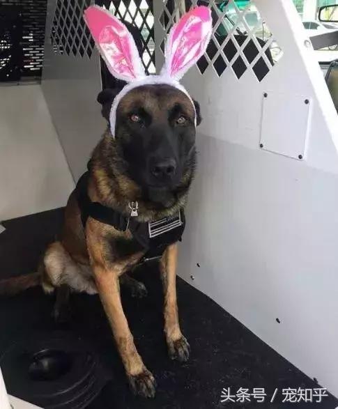 养马犬的十大优缺点,养马犬一般是拿来干嘛