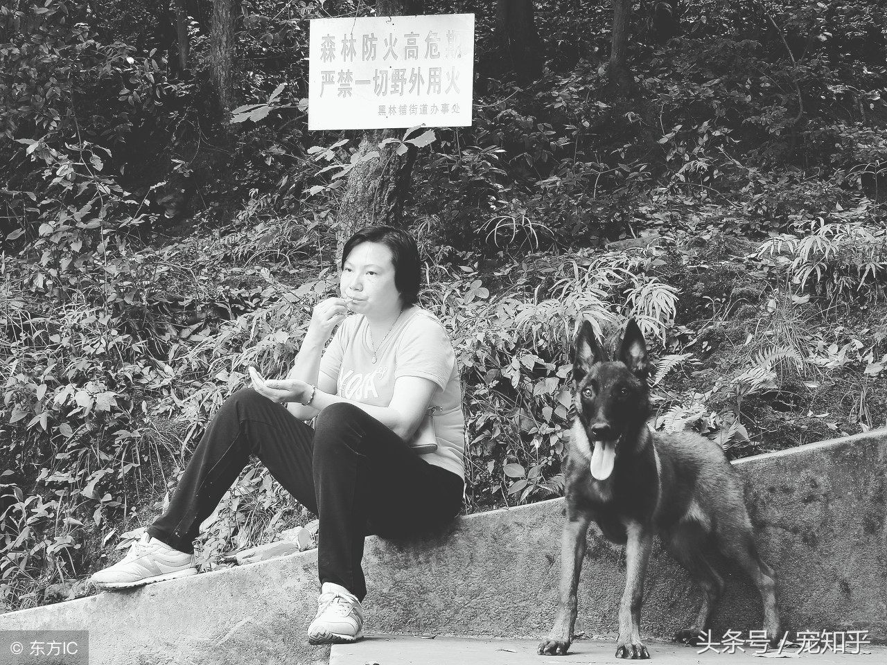 养马犬的十大优缺点,养马犬一般是拿来干嘛