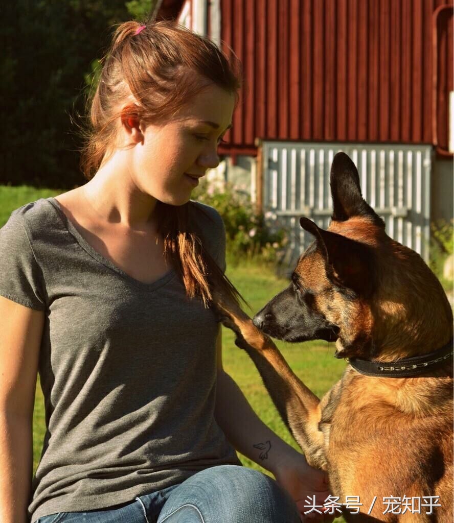 养马犬的十大优缺点,养马犬一般是拿来干嘛