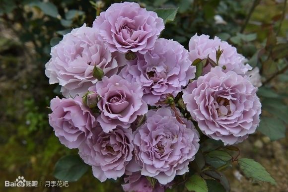 蓝紫色月季品种,39种紫藤品种