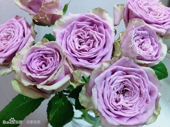 蓝紫色月季品种,39种紫藤品种