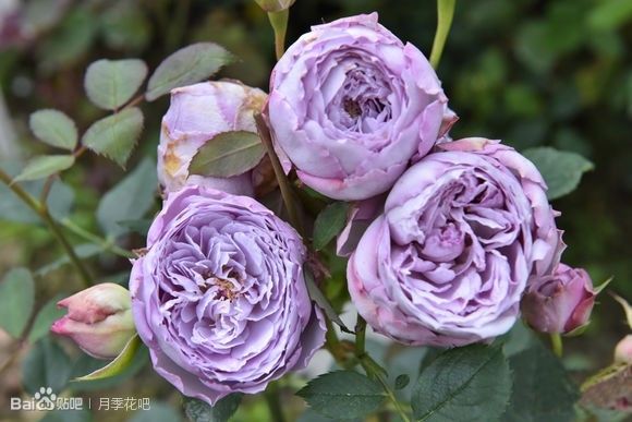 蓝紫色月季品种,39种紫藤品种