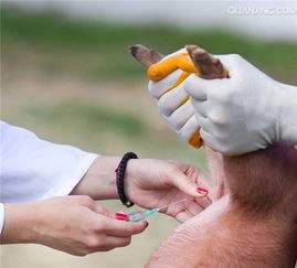 上呼吸道疾病分型和用药,呼吸道疾病的热门防治妙招靠谱吗