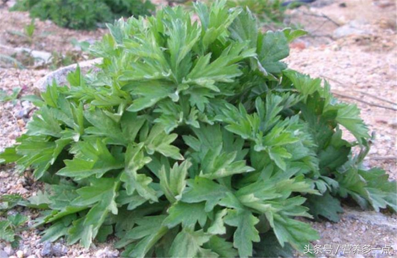 艾草这样用才是对人体最大的帮助,艾草的这么多作用与功效你知道吗