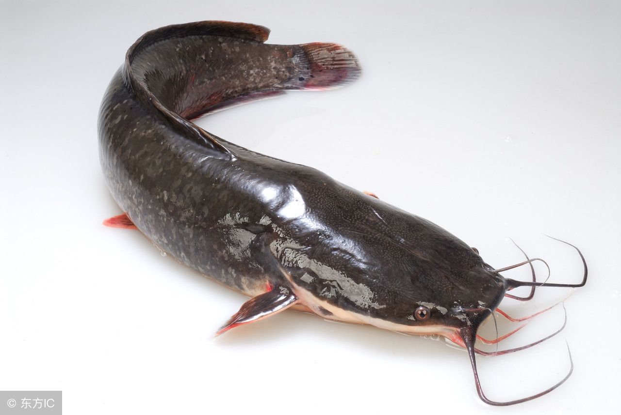 鱼身上的粘液粘衣服上怎么去除,如何去除粘液鱼身上的粘液