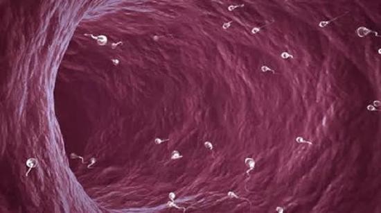 最快的精子就可以和卵细胞相遇吗,和卵子结合的精子是最优秀的吗