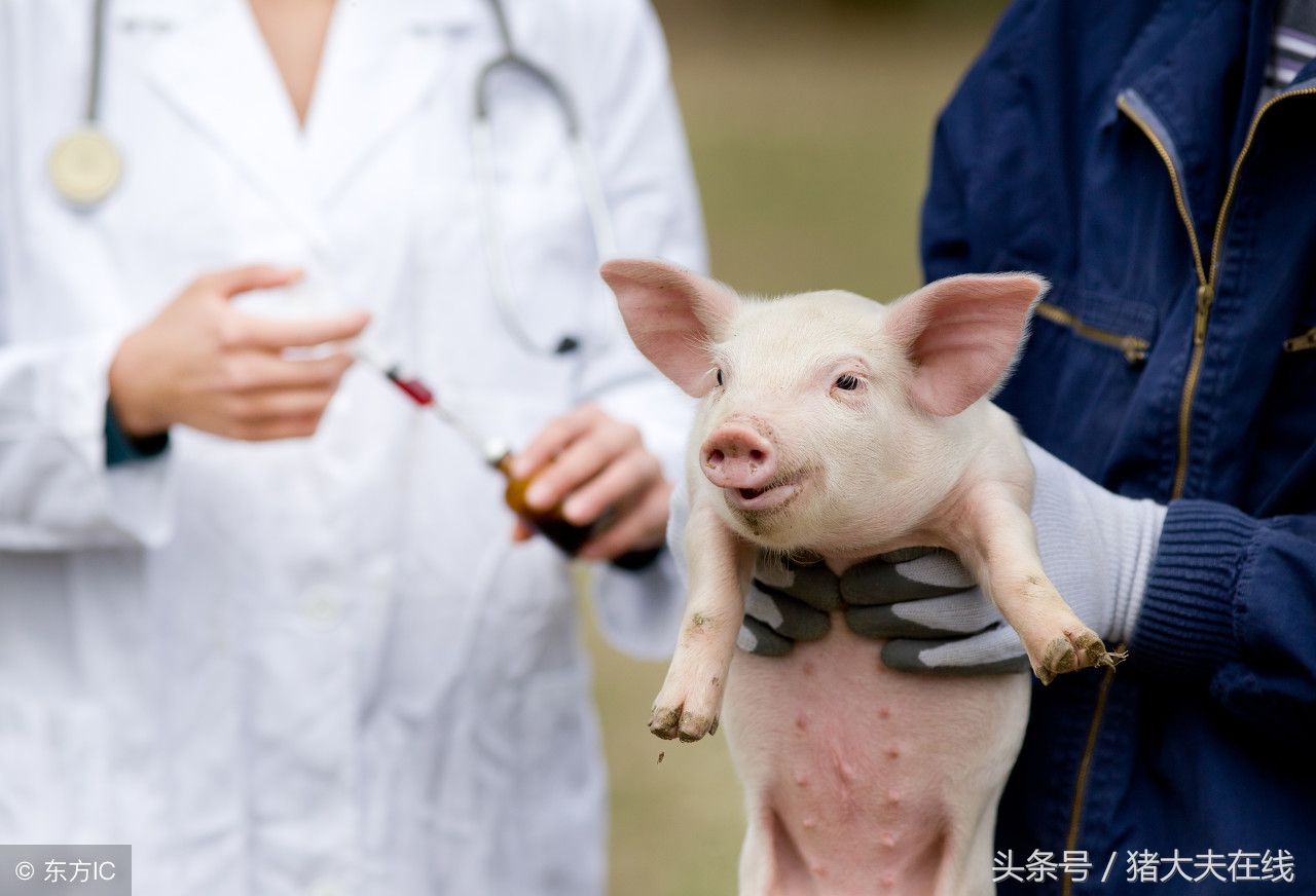 遇到猪传染性胃肠炎不知道怎么办?从生物安全到中西药防治都在这