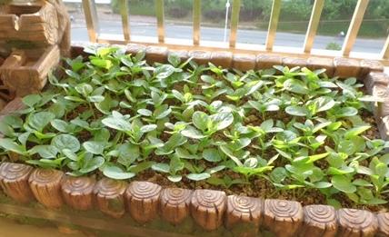 想在阳台种菜有哪些方法,阳台种菜如何准备土壤肥料