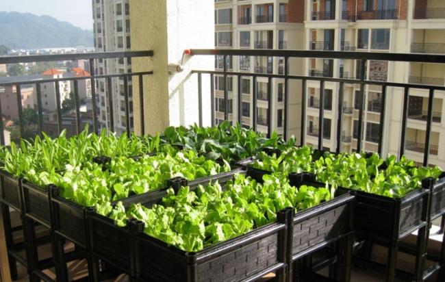 想在阳台种菜有哪些方法,阳台种菜如何准备土壤肥料