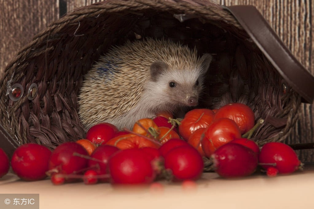 家里来三种动物预示什么,家中出现哪些动物一定要警惕