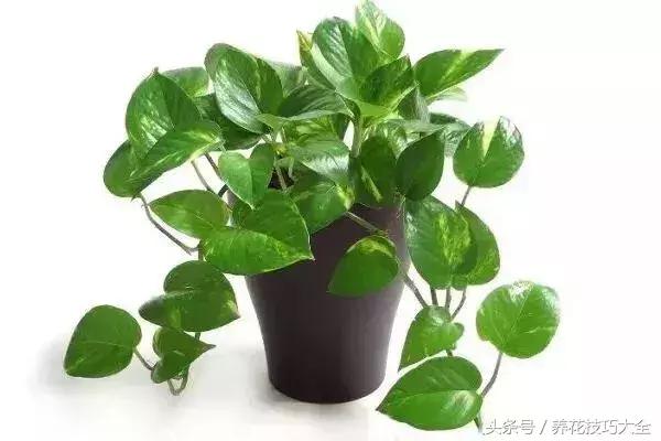 能有效吸收甲醛的植物有哪些,适合室内吸甲醛净化空气的植物