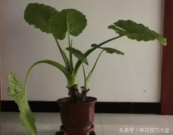 能有效吸收甲醛的植物有哪些,适合室内吸甲醛净化空气的植物