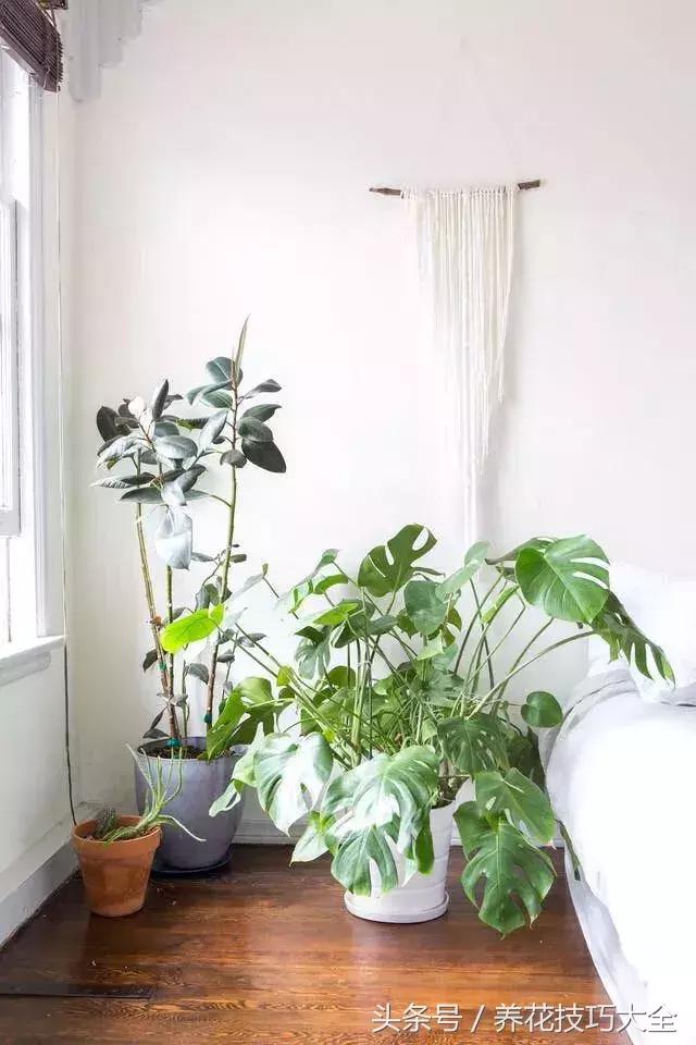 能有效吸收甲醛的植物有哪些,适合室内吸甲醛净化空气的植物