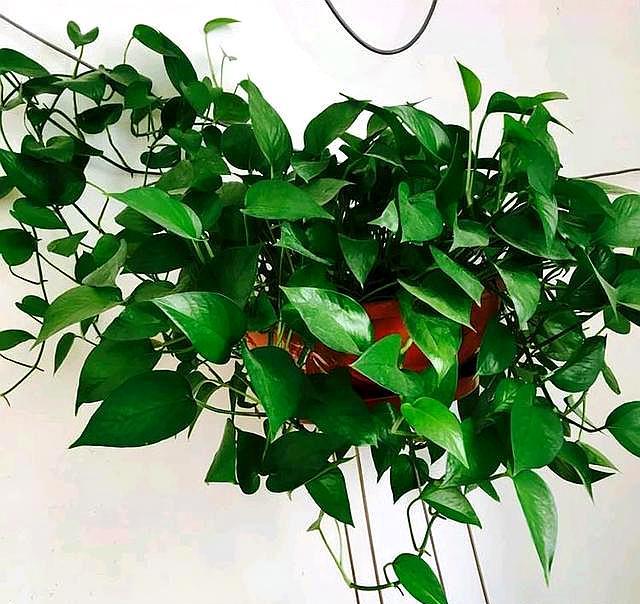 绿萝黄叶了该施什么肥,绿萝黄叶的原因及解决方法