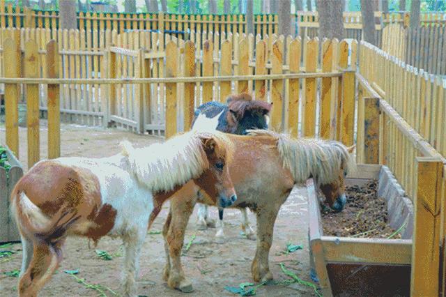 只有120亩的庄园，依靠营地教育，每年游客超十万，在股交所挂牌