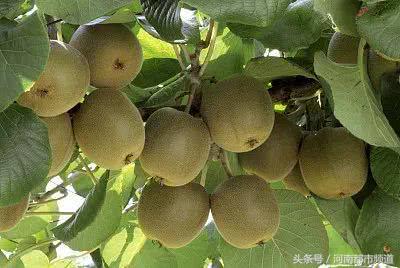 大妈身陷野猪夹，面对救援队员她一句话，让所有人乐了！