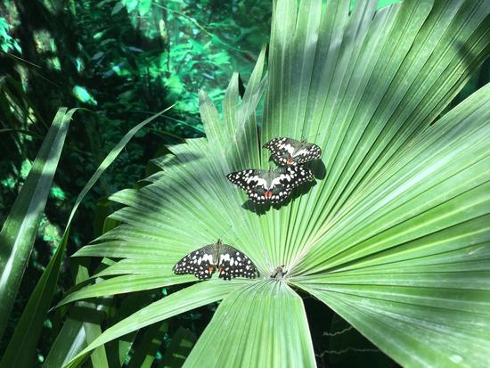 蝶舞生活倾城绽放杭州首个蝴蝶公园在西溪欢乐城盛大开园