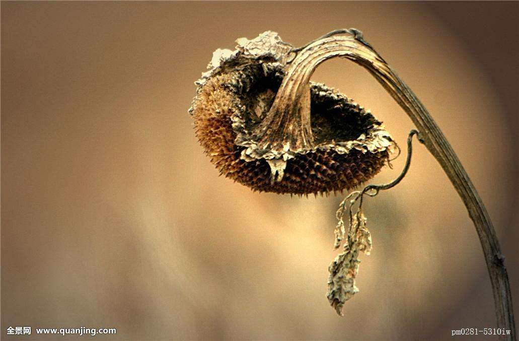 临终后悔的真实故事,无惧死亡的诗句有哪些