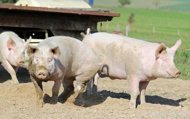 猪鼻子歪了怎么治疗,养猪场猪怎么治疗