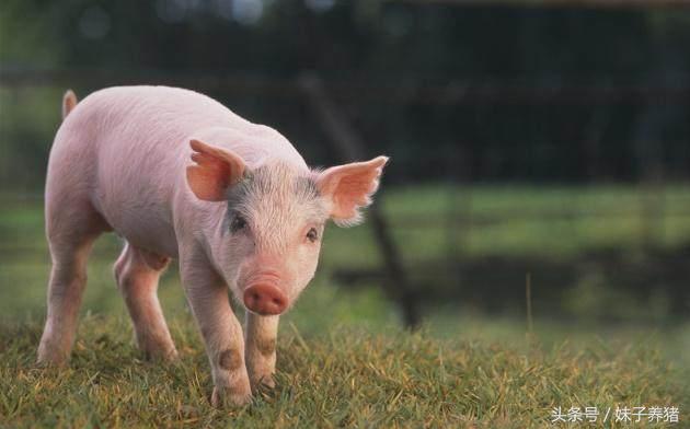 猪鼻子歪了怎么治疗,养猪场猪怎么治疗