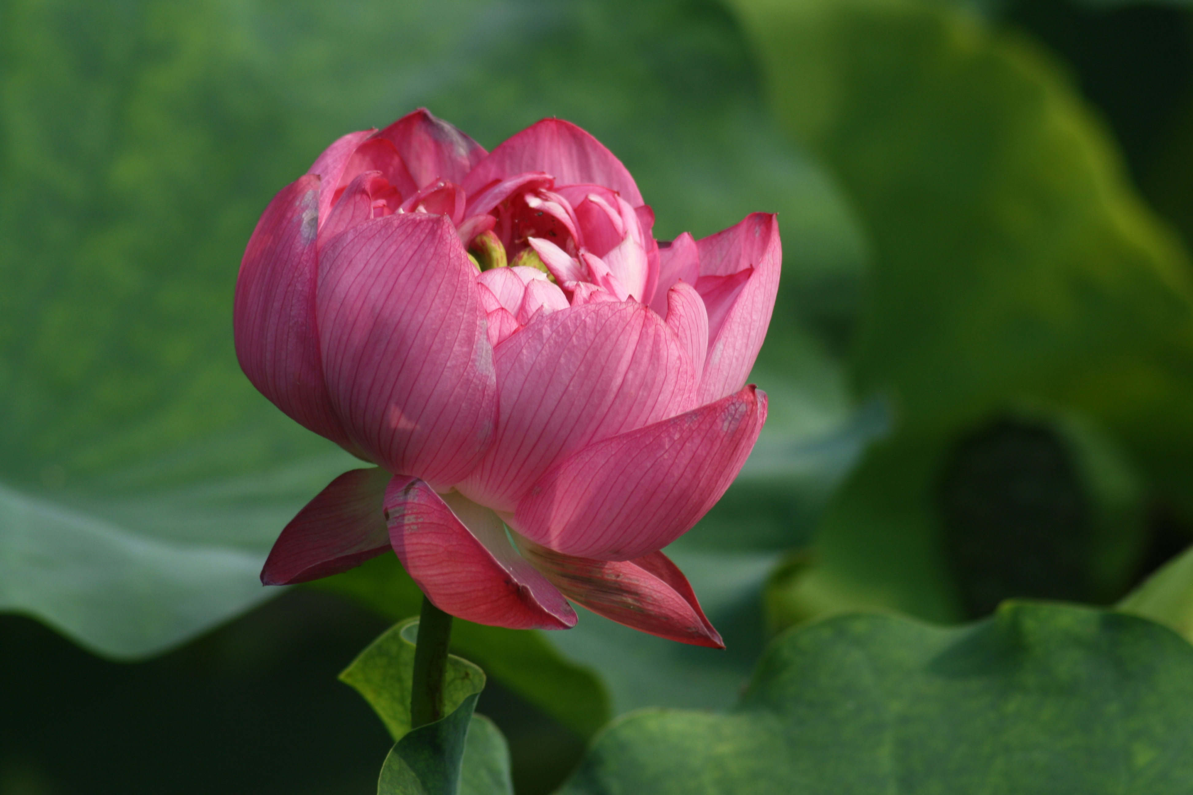 领导要利用你对付刺头你要怎么做,刚当上领导怎样应对刺头