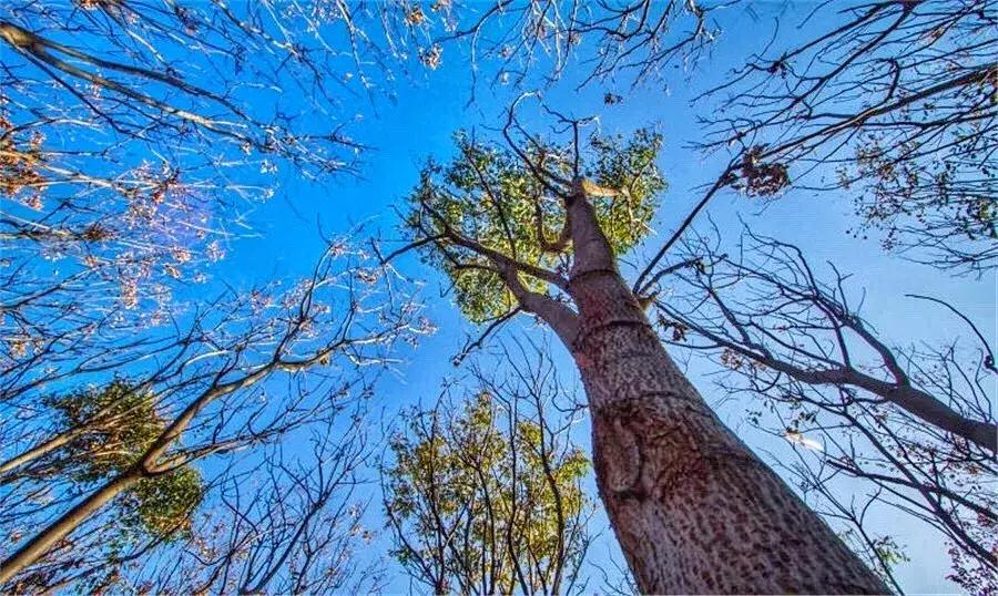 郑州足球小镇2019,郑州足球小镇有真草足球场吗