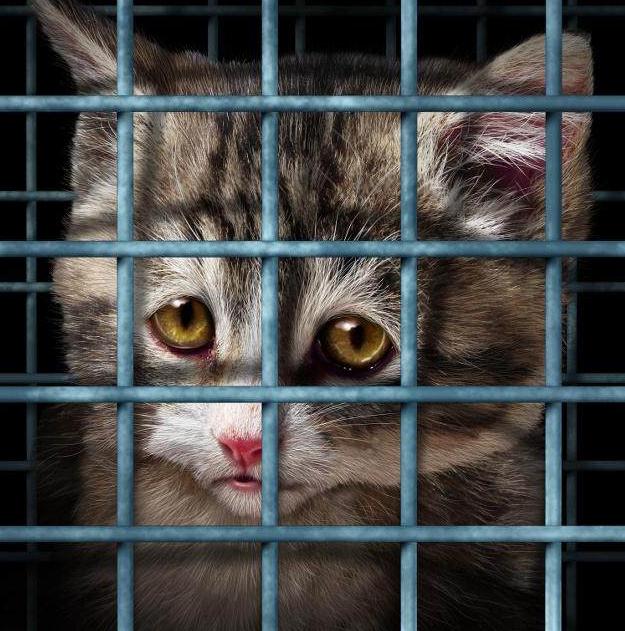 网上买猫如何避免被骗,网上买猫真的全部不靠谱吗