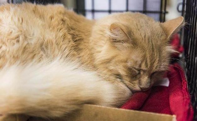 网上买猫如何避免被骗,网上买猫真的全部不靠谱吗