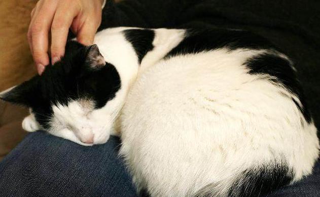 网上买猫如何避免被骗,网上买猫真的全部不靠谱吗