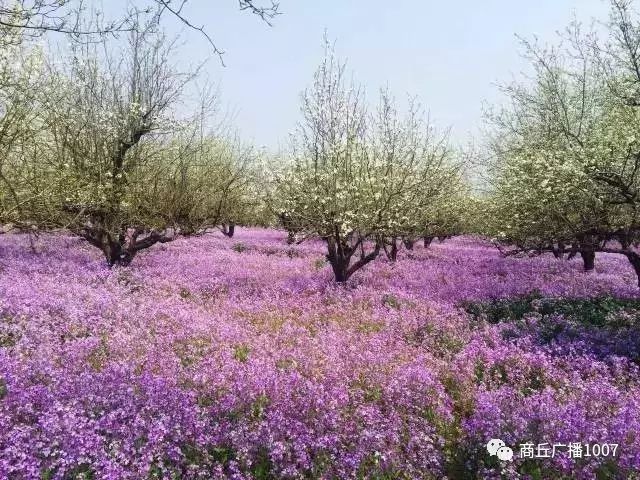 项王故里夜晚自驾游,衲田花海自驾游攻略