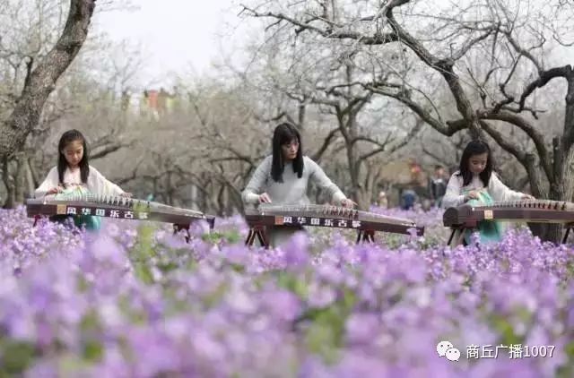 项王故里夜晚自驾游,衲田花海自驾游攻略