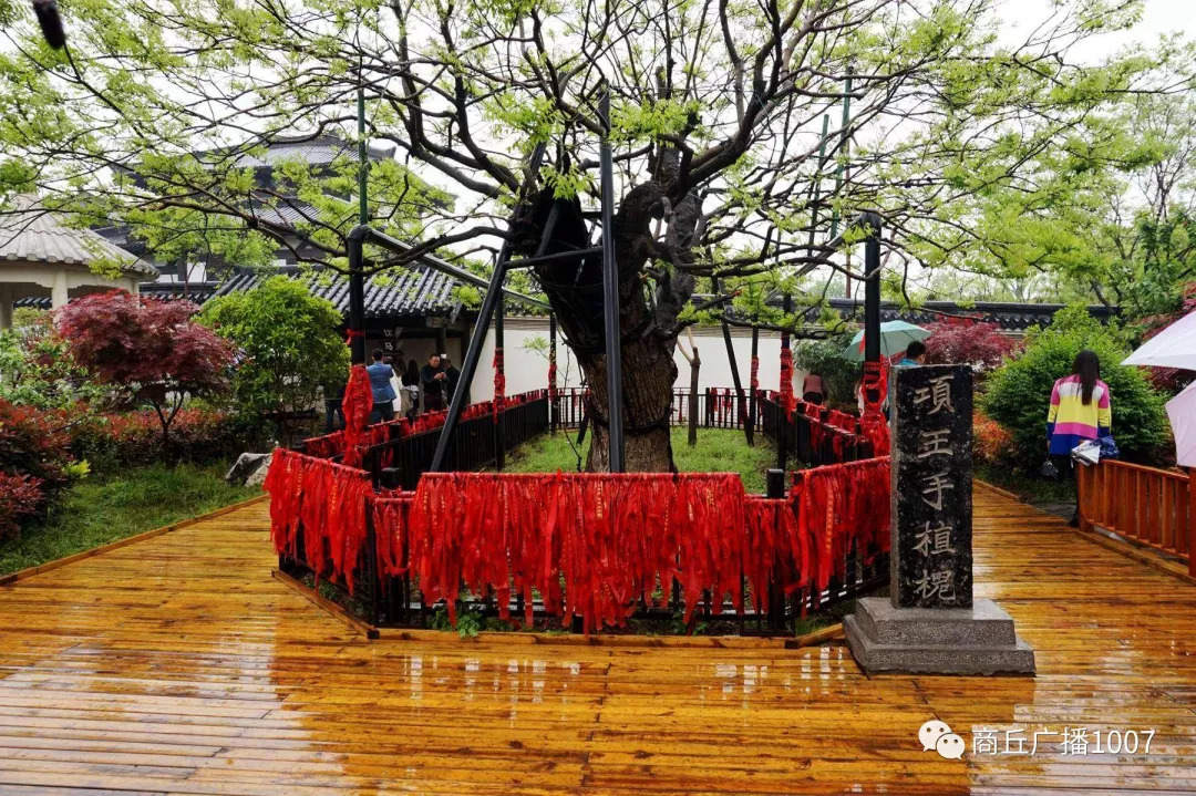 项王故里夜晚自驾游,衲田花海自驾游攻略