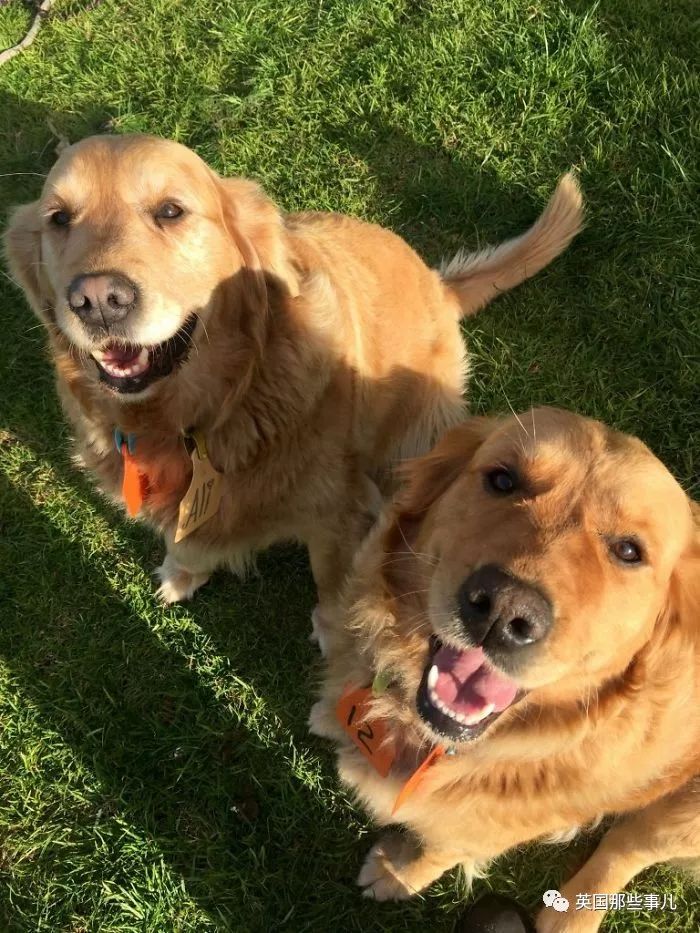 大金毛趴在门口,大金毛睡觉