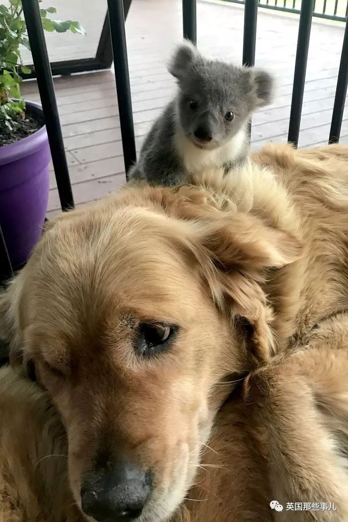 大金毛趴在门口,大金毛睡觉