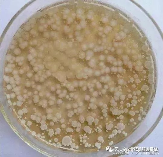 枯草芽孢杆菌不能和什么药使用,枯草芽孢杆菌和杀菌剂能一起用