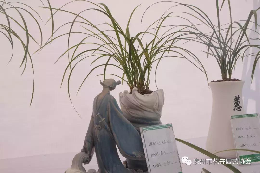 喜迎国庆展风采,迎国庆鲜花展美图