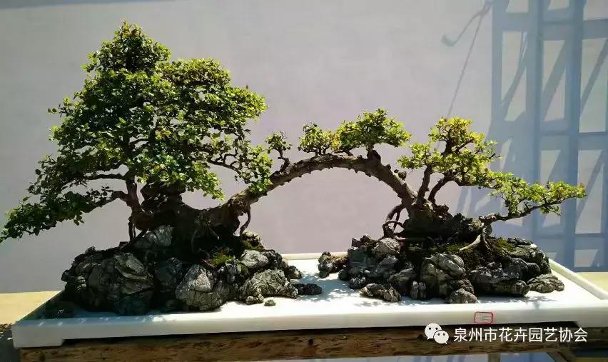 喜迎国庆展风采,迎国庆鲜花展美图