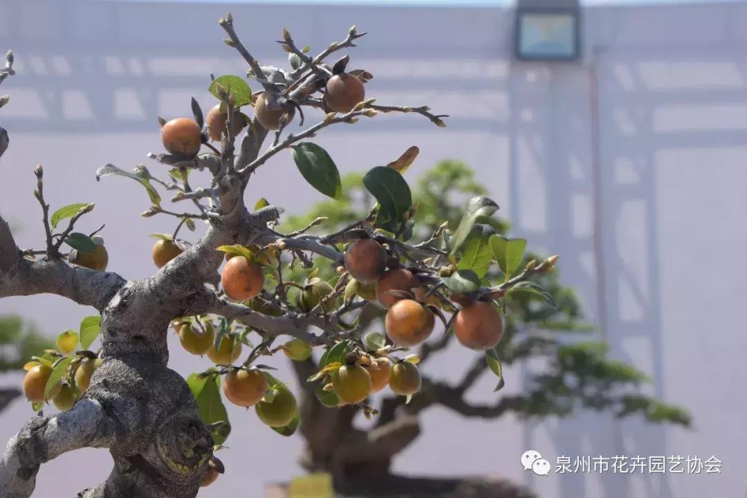 喜迎国庆展风采,迎国庆鲜花展美图